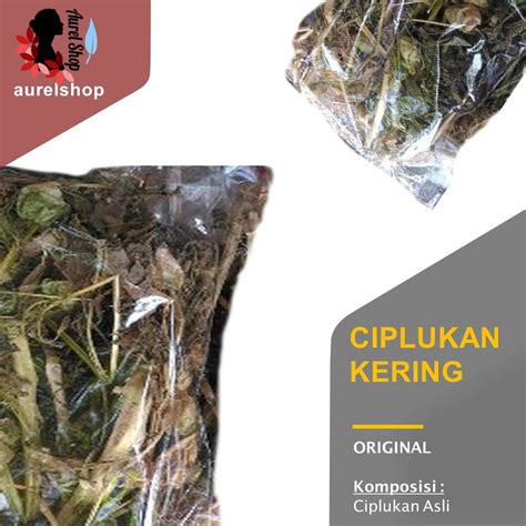 Jual Daun Ciplukan Kering 1 Kg Ceplukan Morel Berry Leaf Shopee