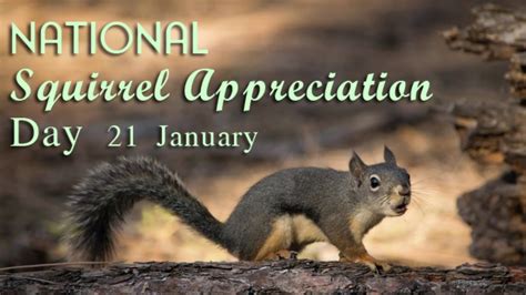 National Squirrel Appreciation Day 21 January National Day Today