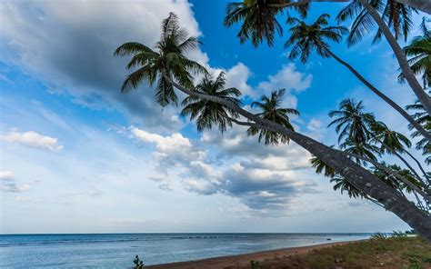 Nature Landscape Palm Trees Beach Tropical Sea Sri Lanka Clouds Sunrise