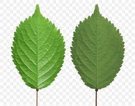 Leaf Texture For Blender