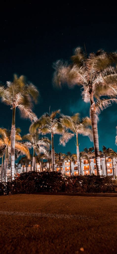 The Palms At Hard Rock Iphone X Wallpapers Free Download