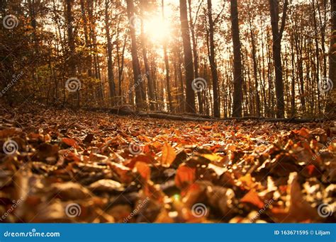 Autumn Forest Landscape With Dried Leaves And Beech Trees Stock Image