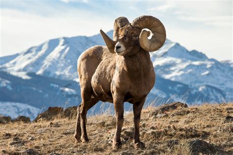 Rocky Mountain Bighorn Sheep In Wyoming See The World Photo By