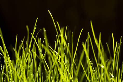 Free Download Hd Wallpaper Grass Black Background Green Field