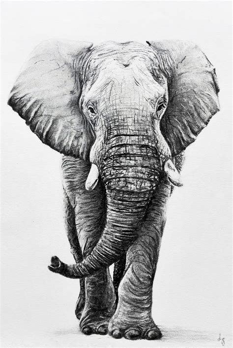 Charcoal Artist In 2021 Elephant Artwork Elephant Painting