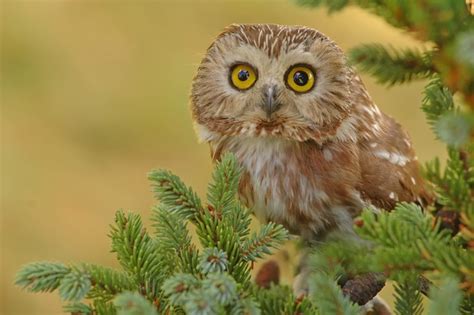6 Species Of Owls In Indiana Bird Advisors