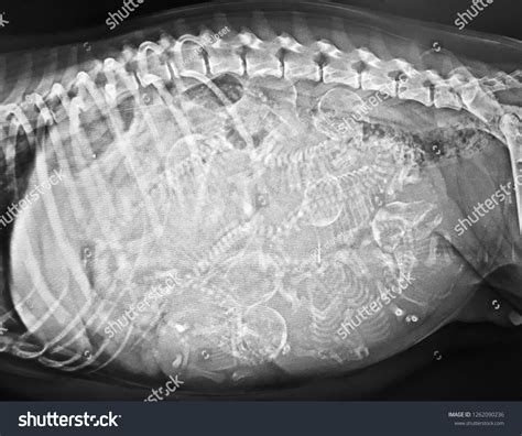 Xray Pregnant Dog Show 7 Fetuses ภาพสต็อก 1262090236 Shutterstock