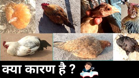 मुर्गी में बार बार बीमारी आने का कारण।।deei Murgi Palan।। Desi Murgi