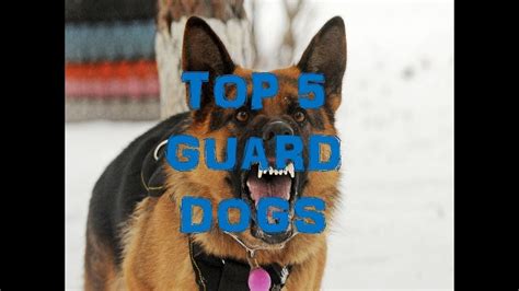 Top 5 Guard Dogs Youtube
