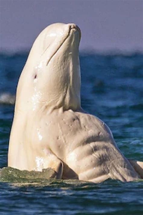 beluga whale learns to ‘talk to a pod of bottlenose dolphins using whistles and clicks after