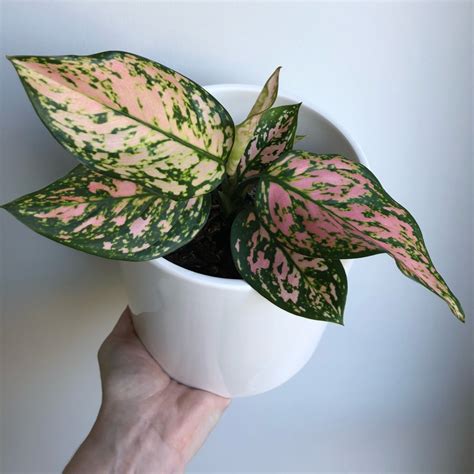 Aglaonema Pink Dalmatian Syn Aglaonema Commutatum Pink Dalmatian