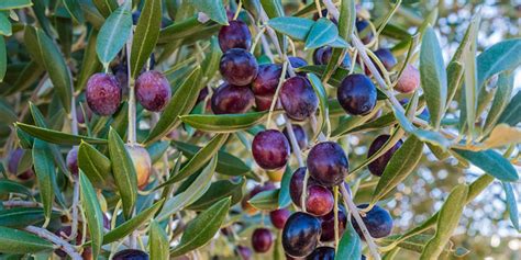 Les Olives Récolte Conservation Et Utilisation Des Olives