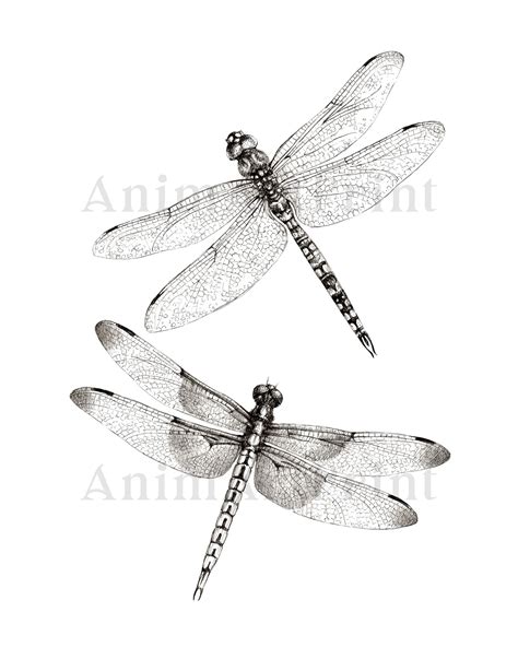 Dragonfly Sketch Insects Black And White Print Two Etsy Dragonfly