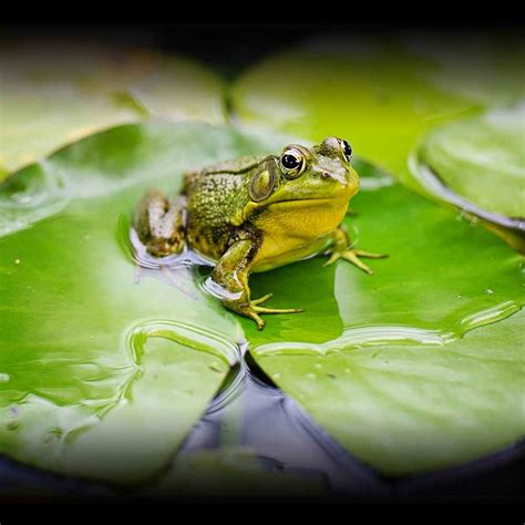World Frog Day 2023 History Importance And How To Celebrate