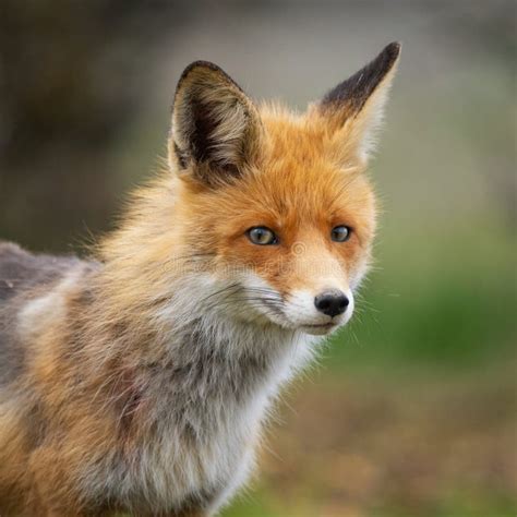 Red Fox Vulpes Vulpes In The Wild Close Up Stock Photo Image Of