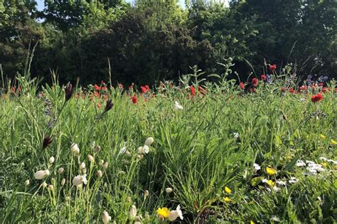 No Mow May Campaign Launched To Encourage Biodiversity