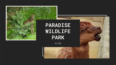 Paradise Wildlife Park 19 Vlog Youtube