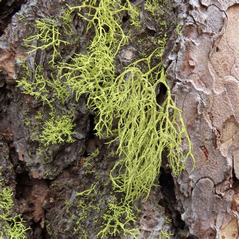 Maybe you would like to learn more about one of these? Part I: Do lichens cause branch or tree death? - Plant Clinic