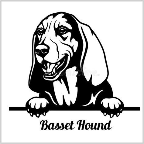 Basset Hound Peeking Dogs Breed Face Head Isolated On White Vector