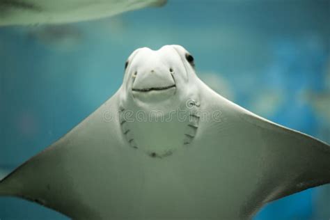 Stingray Smiling While In Movement Stock Image Image Of Movement