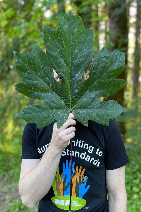 How To Grow And Care For Maple Trees Gardeners Path