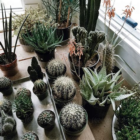 Cacti And Succulents In A Window By Stocksy Contributor Alicia