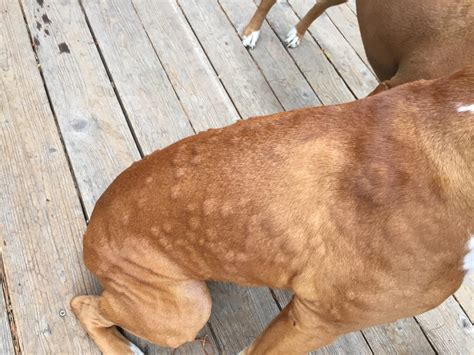 If they are the only symptoms you notice, you can wait a day or two before scheduling a vet visit. Kiki Has Hives -- Help - Boxer Forum : Boxer Breed Dog Forums