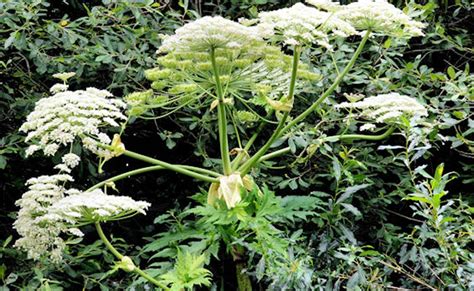 Giant Hogweed How To Identify And Manage It In Your Yard