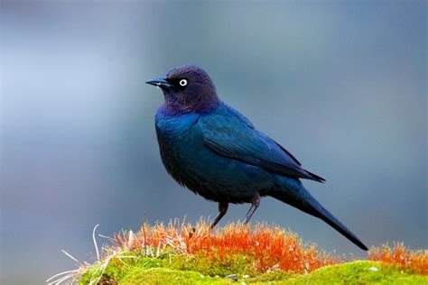 5 Types Of Black Bird Species With Pictures Optics Mag