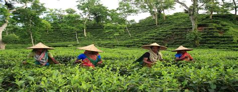 Tea Valley Tours And Trips Bangladesh