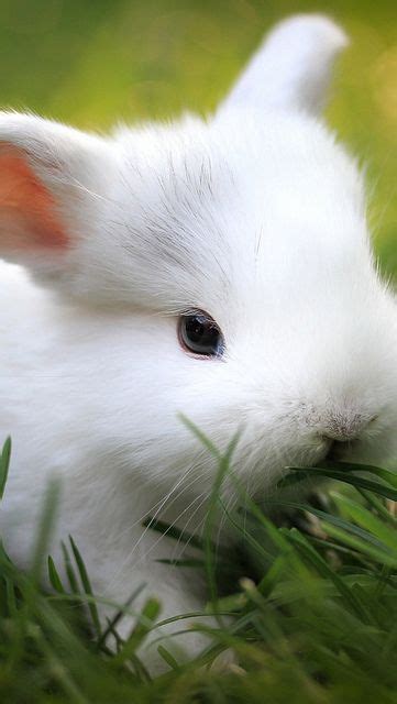 83 Le Cute Bunnies Ideas Cute Animals Cute Bunny Baby Animals