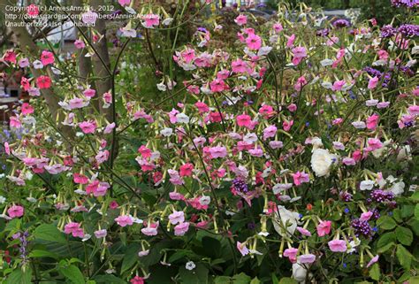 Plantfiles Pictures Nicotiana Species Flowering Tobacco Nicotiana