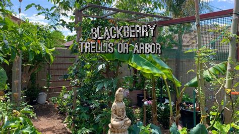 Amagabeli 4 pack garden trellis for climbing plants 47 x 16 rustproof sturdy black iron trellis for potted plants support lattice metal trellises for climbing rose vine flower cucumber clematis gt01. How To Make a Blackberry Trellis or Arbor - YouTube