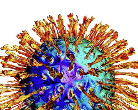 Herpes Virus Photograph By Alfred Pasiekascience Photo Library Fine