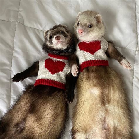 Sweaters Or Crop Tops In 2020 Cute Ferrets Pet Ferret Funny Ferrets