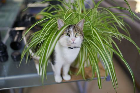 5 pretty plants that are also safe for cats. 20 Houseplants Safe for Cats and Dogs