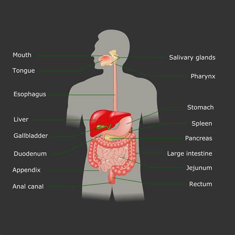 Digestive System Diagram Labeled Diseases