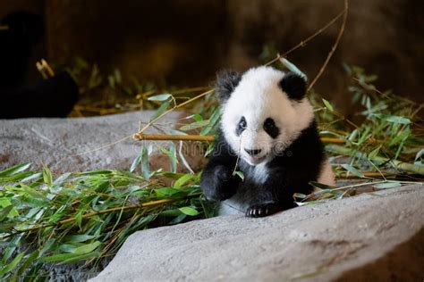 Young Five Month Old Panda Cub Eating Its First Bamboo Leaves Stock