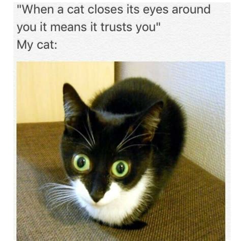 100 Funniest Cat Memes Ever