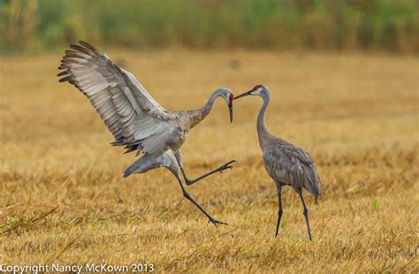 Photographing Dancing Sandhill Cranes Welcome To