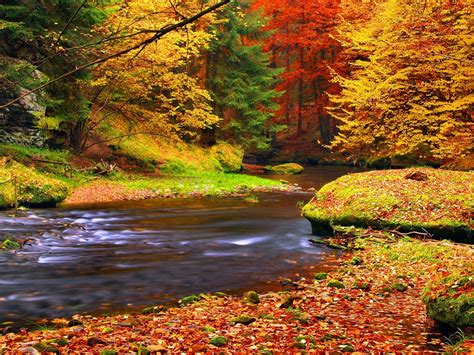 Wallpaper Autumn Forest Trees Leaves River 1920x1440