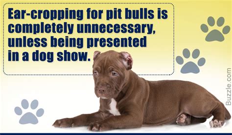 The True Purpose Of Ear Cropping In Pit Bulls And Its Pros And Cons