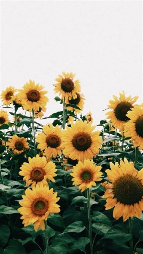 Sunflowers Makes Me Happy Pinterest Carriefiter 90s Hipster