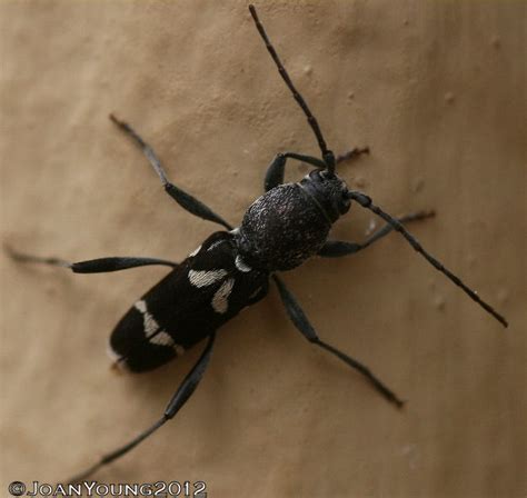 South African Photographs Longhorn Beetle Clytini