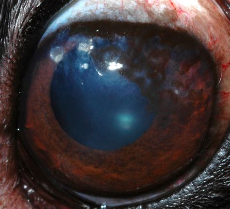 Chronic Superficial Keratitis Csk Canine Animal Eye Clinic