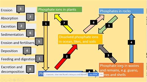Examples and formulas are a level biology syllabus 2020. 3.5.4.1 Phosphorus cycle. AQA A level Biology - YouTube