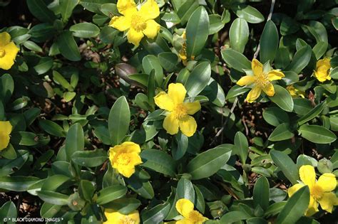 Here are the 8 best climbing plants in australia. Hibbertia scandens - Snake Vine or Climbing Guinea Flower ...