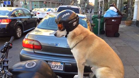Motorcycle goggles can keep dirt, dust, insects, and even rain out of your eyes as you ride — and they can even prevent dryness and other eye issues over time. Dog sports helmet and goggles for motorcycle ride. - YouTube