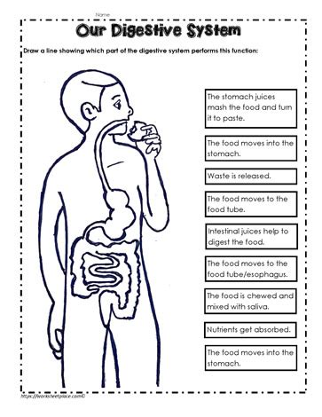 4th grade teaching activities in google apps for the human body systems. 66 INFO MATH FLOW CHART 5TH GRADE PDF DOC PPT DOWNLOAD XLS ...