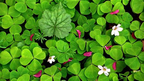 Four Leaf Clover Wallpapers 51 Pictures